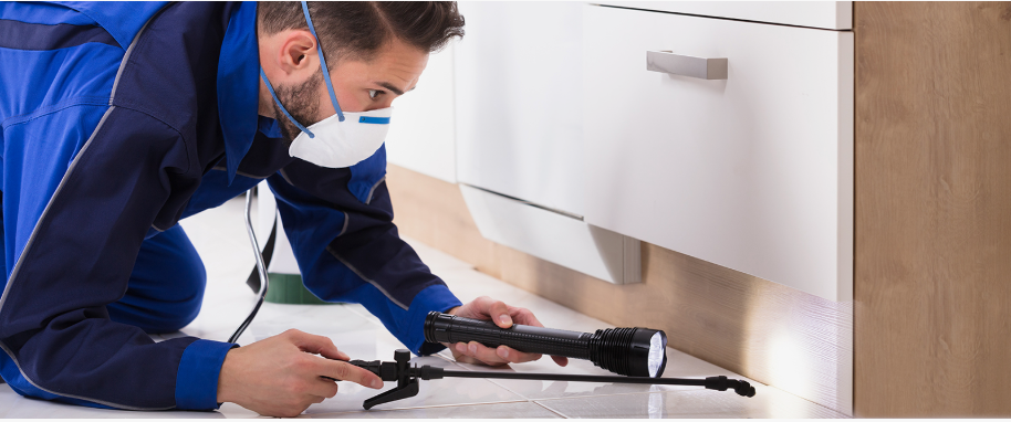 Sparks pest xpert removal
